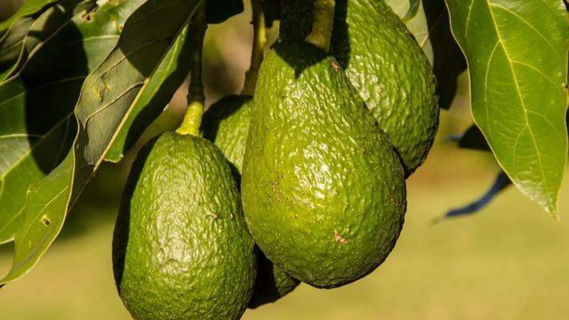 Jalisco productor de aguacate